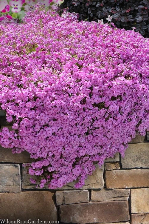 Pink Creeping Phlox - 6 Pack Of Pint Pots 1 Pink Creeping Phlox - 6 Pack Of Pint Pots