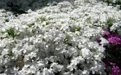 White Creeping Phlox - 6 Pack Of 1 Gallon Pots -Garden Plant Shop phlox subulata white 2 2