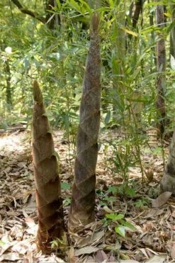 Moso Giant Bamboo (Phyllostachys Edulis 'Moso') - 3 Gallon Pot (2-4') 18 Moso Giant Bamboo (Phyllostachys Edulis 'Moso') - 3 Gallon Pot (2-4') -Garden Plant Shop phyllostachys edulis moso giant timber bamboo 100