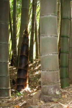Moso Giant Bamboo (Phyllostachys Edulis 'Moso') - 3 Gallon Pot (2-4') 23 Moso Giant Bamboo (Phyllostachys Edulis 'Moso') - 3 Gallon Pot (2-4') -Garden Plant Shop phyllostachys edulis moso giant timber bamboo 101