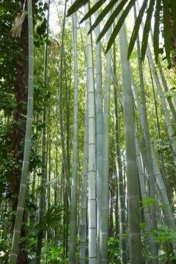 Moso Giant Bamboo (Phyllostachys Edulis 'Moso') - 3 Gallon Pot (2-4') 21 Moso Giant Bamboo (Phyllostachys Edulis 'Moso') - 3 Gallon Pot (2-4') -Garden Plant Shop phyllostachys edulis moso giant timber bamboo 105
