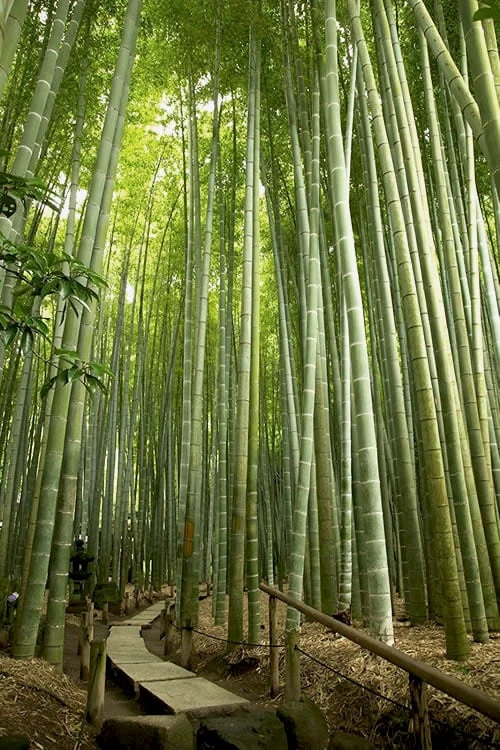 Moso Giant Bamboo (Phyllostachys Edulis 'Moso') - 3 Gallon Pot (2-4') 4 Moso Giant Bamboo (Phyllostachys Edulis 'Moso') - 3 Gallon Pot (2-4') - Image 4