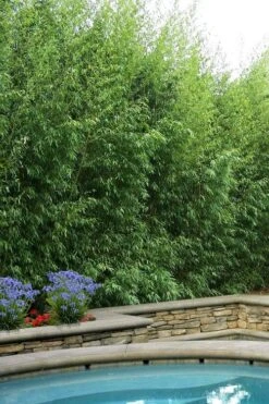 Red Margin Bamboo - Phyllostachys Rubromarginata - 3 Gallon Pot (4-6')