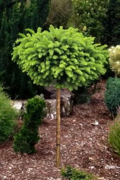 Little Gem Dwarf Norway Spruce Tree (Single Trunk) - 2 Gallon Pot -Garden Plant Shop picea abies little gem dwarf norway spruce tree 1