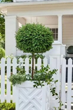 Little Gem Dwarf Norway Spruce Tree (Single Trunk) - 2 Gallon Pot -Garden Plant Shop picea abies little gem dwarf norway spruce tree 5