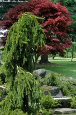 Weeping Norway Spruce (Picea Abies 'Pendula') - 2 Gallon Pot -Garden Plant Shop picea abies pendula weeping norway spruce 10
