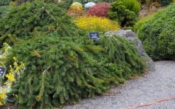 Weeping Norway Spruce (Picea Abies 'Pendula') - 2 Gallon Pot -Garden Plant Shop picea abies pendula weeping norway spruce 6