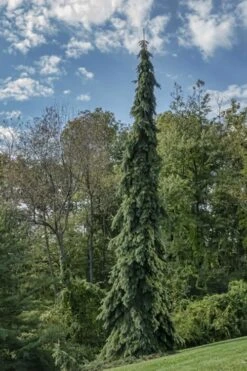 Weeping White Spruce (Picea Glauca 'Pendula') - 5 Gallon Pot -Garden Plant Shop picea glauca pendula weeping white spruce 21