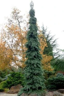 Weeping White Spruce (Picea Glauca 'Pendula') - 5 Gallon Pot -Garden Plant Shop picea glauca pendula weeping white spruce 3
