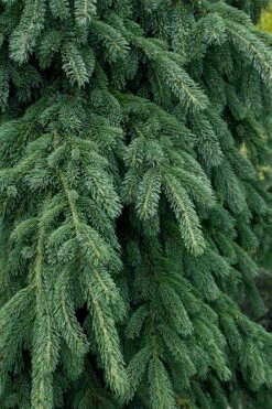 Weeping White Spruce (Picea Glauca 'Pendula') - 5 Gallon Pot -Garden Plant Shop picea glauca pendula weeping white spruce 4