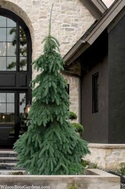 Weeping White Spruce (Picea Glauca 'Pendula') - 5 Gallon Pot -Garden Plant Shop picea glauca pendula weeping white spruce 7