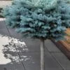 Dwarf Globe Blue Spruce Topiary Tree (Picea Pungens 'Globosa') - 1 Gallon Pot