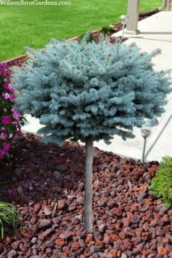 Dwarf Globe Blue Spruce Topiary Tree (Picea Pungens 'Globosa') - 5 Gallon Pot 8 Dwarf Globe Blue Spruce Topiary Tree (Picea Pungens 'Globosa') - 5 Gallon Pot -Garden Plant Shop picea pungens glauca globosa dwarf globe colorado blue spruce topiary tree 2 1