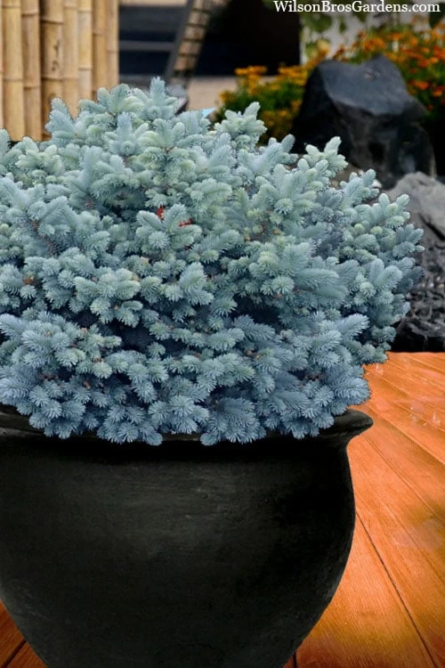 Dwarf Globe Blue Spruce (Picea Pungens 'Globosa') - 2 Gallon Pot 1 Dwarf Globe Blue Spruce (Picea Pungens 'Globosa') - 2 Gallon Pot