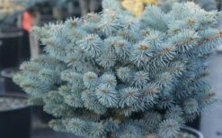 Dwarf Globe Blue Spruce Topiary Tree (Picea Pungens 'Globosa') - 1 Gallon Pot -Garden Plant Shop picea pungens globosa dwarf globe blue spruce 2