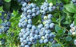 Brightwell Rabbiteye Blueberry - 6 Pack Of 1 Gallon Pots -Garden Plant Shop picture 6424 brightwell rabbiteye blueberry