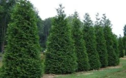 Green Giant Arborvitae (Thuja) - 6-Pack Of 1 Gallon Pots 9 Green Giant Arborvitae (Thuja) - 6-Pack Of 1 Gallon Pots -Garden Plant Shop picture arborvitae green giant 2 1