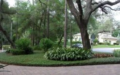 Asian Jasmine (Trachelospermum Asiaticum) - 72 Pack Of 3.5" Pint Pots -Garden Plant Shop picture asian jasmine 8 1