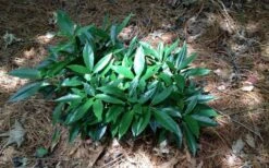 Dwarf Green Aucuba - Japanese Laurel - 3 Gallon Pot -Garden Plant Shop picture aucuba dwarf green shrub 1
