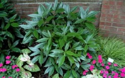 Sawtoothed Aucuba Serratifolia - 1 Gallon Pot -Garden Plant Shop picture aucuba sawtoothed 2