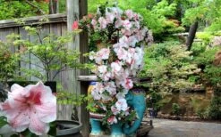 Tama No Hada Azalea - 3 Gallon Pot 11 Tama No Hada Azalea - 3 Gallon Pot -Garden Plant Shop picture azalea tama no hada