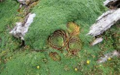 Elfin Creeping Thyme - Thymus Serpyllum Elfin - 18 Pack Of 3.5" Pint Pots -Garden Plant Shop picture creeping thyme elfin 4 4