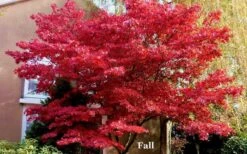 Red 'N Summer Japanese Maple - Acer Palmatum 'Hefner's Red' - 3 Gallon Pot -Garden Plant Shop picture japanese maple hefners red fall