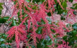 Dorothy Wycoff Pieris - 3 Gallon Pot 14 Dorothy Wycoff Pieris - 3 Gallon Pot -Garden Plant Shop pieris japonica dorothy wycoff 5