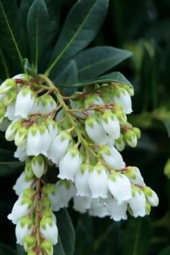 Southern Lady Pieris - 3 Gallon Pot 8 Southern Lady Pieris - 3 Gallon Pot -Garden Plant Shop pieris japonica southern lady 1