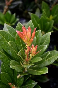 Southern Lady Pieris - 3 Gallon Pot 9 Southern Lady Pieris - 3 Gallon Pot -Garden Plant Shop pieris japonica southern lady 2