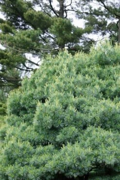 Blue Shag Eastern White Pine - 1 Gallon Pot 12 Blue Shag Eastern White Pine - 1 Gallon Pot -Garden Plant Shop pinus strobus blue shag eastern white pine 12