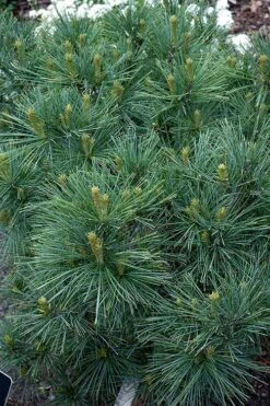 Blue Shag Eastern White Pine - 1 Gallon Pot 10 Blue Shag Eastern White Pine - 1 Gallon Pot -Garden Plant Shop pinus strobus blue shag eastern white pine 13