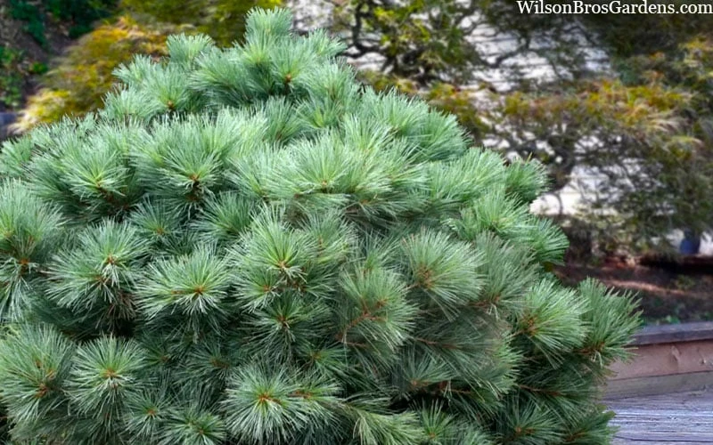 Blue Shag Eastern White Pine - 1 Gallon Pot 5 Blue Shag Eastern White Pine - 1 Gallon Pot - Image 5