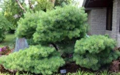 Blue Shag Eastern White Pine - 1 Gallon Pot 13 Blue Shag Eastern White Pine - 1 Gallon Pot -Garden Plant Shop pinus strobus blue shag eastern white pine 4