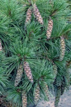 Coney Island White Pine - 2 Gallon Pot -Garden Plant Shop pinus strobus coney island white pine 11