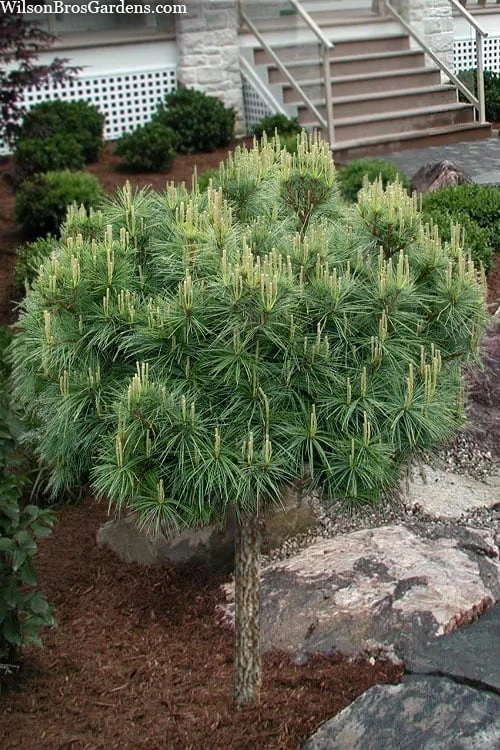 Coney Island White Pine Topiary Tree - 2 Gallon Pot 1 Coney Island White Pine Topiary Tree - 2 Gallon Pot