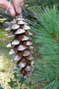 Eastern White Pine (Pinus Strobus) - 1 Gallon Pot -Garden Plant Shop pinus strobus eastern white pine 2