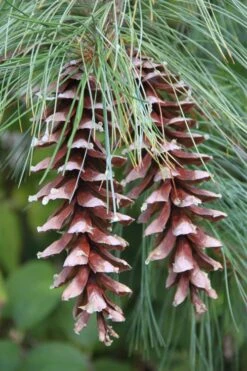Eastern White Pine (Pinus Strobus) - 1 Gallon Pot -Garden Plant Shop pinus strobus eastern white pine 3