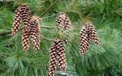Eastern White Pine (Pinus Strobus) - 1 Gallon Pot -Garden Plant Shop pinus strobus eastern white pine 4