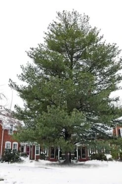 Eastern White Pine (Pinus Strobus) - 5 Gallon Pot -Garden Plant Shop pinus strobus eastern white pine 5 1