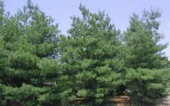 Eastern White Pine (Pinus Strobus) - 1 Gallon Pot -Garden Plant Shop pinus strobus eastern white pine 6
