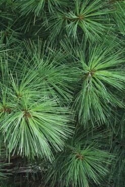 Eastern White Pine (Pinus Strobus) - 1 Gallon Pot -Garden Plant Shop pinus strobus eastern white pine 7
