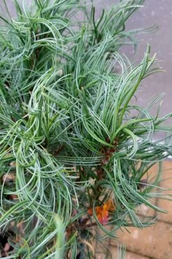 Wiggles Eastern White Pine (Pinus Strobus) - 3 Gallon Pot -Garden Plant Shop pinus strobus vercurve twisted needle dwarf eatern white pine 3