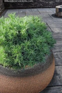 Wiggles Eastern White Pine (Pinus Strobus) - 3 Gallon Pot -Garden Plant Shop pinus strobus wiggles eastern white pine 3