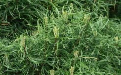 Wiggles Eastern White Pine (Pinus Strobus) - 3 Gallon Pot -Garden Plant Shop pinus strobus wiggles eastern white pine 4