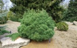 Wiggles Eastern White Pine (Pinus Strobus) - 3 Gallon Pot -Garden Plant Shop pinus strobus wiggles eastern white pine 5