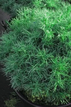 Wiggles Eastern White Pine (Pinus Strobus) - 3 Gallon Pot -Garden Plant Shop pinus strobus wiggles eastern white pine 6