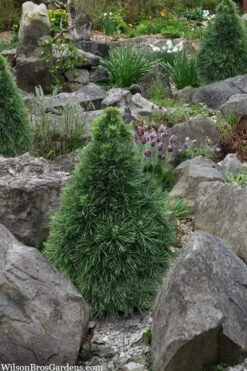 Green Penguin Scots Pine (Pinus Sylvestris) - 2 Gallon Pot 6 Green Penguin Scots Pine (Pinus Sylvestris) - 2 Gallon Pot -Garden Plant Shop pinus sylvestris green penguin dwarf scots pine 2