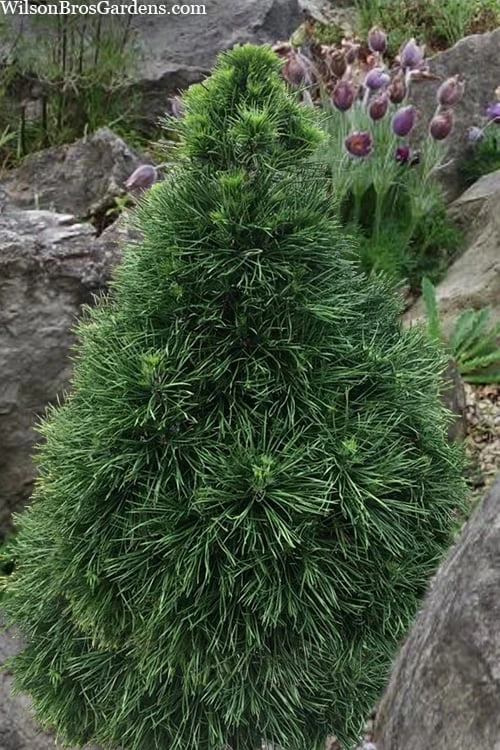 Green Penguin Scots Pine (Pinus Sylvestris) - 2 Gallon Pot 1 Green Penguin Scots Pine (Pinus Sylvestris) - 2 Gallon Pot