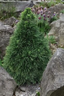 Green Penguin Scots Pine (Pinus Sylvestris) - 2 Gallon Pot 7 Green Penguin Scots Pine (Pinus Sylvestris) - 2 Gallon Pot -Garden Plant Shop pinus sylvestris green penguin dwarf scots pine 5